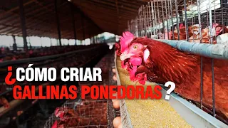 La Crianza de GALLINAS PONEDORAS o de POSTURA / Paso a Paso