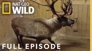 Reindeer Pedicure (Full Episode) | Secrets of the Zoo