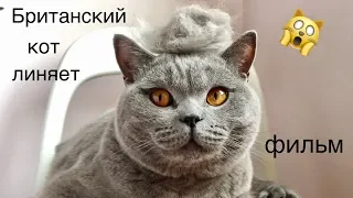 Терпеливый кот или Как  вычесать британского кота фурминатором  | British cat HARRY short film