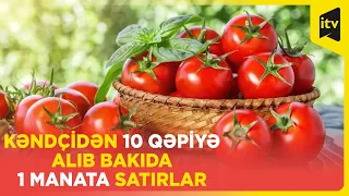 Fermerlər çarəsiz: sahələrdə tonlarla pomidor çürüyür