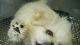 Funny Pekingese Puppy