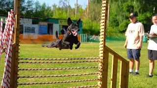 Patterdale terriers Horvath MK's Alex & Die hard shark El Mysti. Dog show Jump'n'Gym 2023.