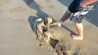 Загадочный скелет «русалки» обнаружен в Австралии