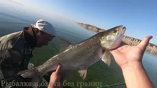 Рыбалка на Волге РАЗНО РЫБИЦА Кастмастер творит чудеса