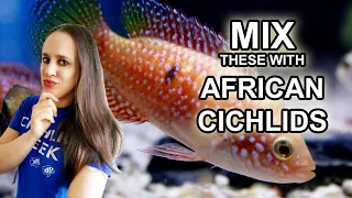 Fish to Mix with African Cichlids & Fish to Avoid!