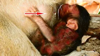 Adorable Baby Monkey Newborn Trying Hard Hug Mummy To Drink Milk He Look So Hungry Milk