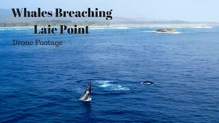 Drone Footage Humpback Whales Breaching off of Laie Point