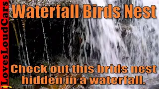 Birds nest hidden in waterfall