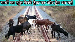 The Cows on railway track comes and Loco Pilot suddenly