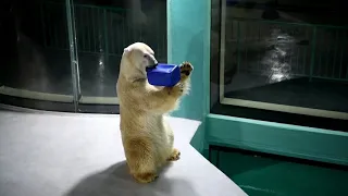 China opens polar bear hotel: polar bears in small area to entertainment guests I Animal News