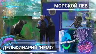 Морской лев. Дельфинарий "НЕМО" 🐬 08.12.2020