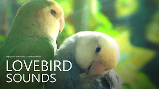 Peach-faced Lovebird's Call Sounds - Two Lovebirds, Opaline and Sea Green