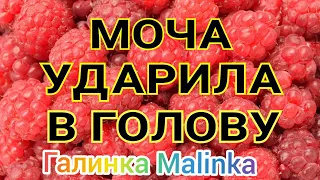 Екатерина Сайбель /Моча ударила в голову /Обзор Влогов /