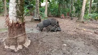 Native Pig Breeding : Mating