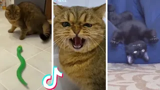 Funny & Cute Cats Compilation (TikTok) #shorts 😻