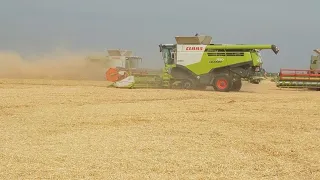 5×Claas Lexion (8800TT,780TT) Harvest/Žatva/Aratás Donau Farm 2023