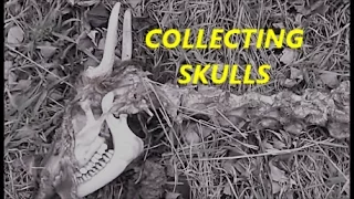 Collecting Deer Skulls and MOAR!