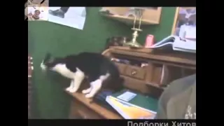 Talking Cat 11 and Funny Cat Fails