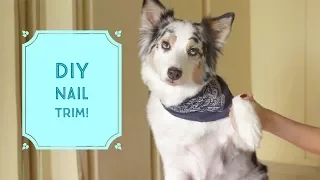 TRIMMING YOUR DOGS NAILS SAFELY!