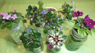 African Violet Care - LONG NECK - Decapitation Demo