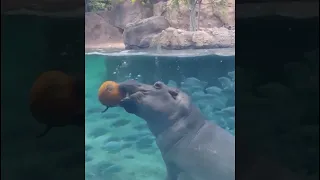 Incredible Skill 19+1, Hippo likes to eat fruits and vegetables and it lives both in water and on la