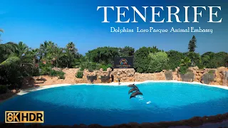 Dolphins - Loro Parque - Animal Embassy - Puerto de la Cruz -Tenerife  - Canary Islands - Spain  8K