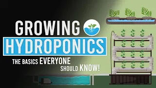 Hydroponics: The Basics Everyone Should Know!