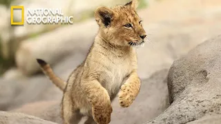 Cecil - The Legacy Of a King - Lion Pride Documentary | National Geographic Documentary 2023
