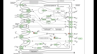 Simple gene ontology and pathway enrichment from a gene list