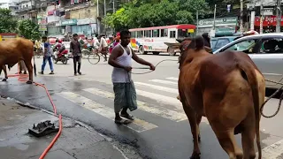 Big Cows Qurbani in Dhaka Bangladesh 2018. The biggest qurbani cows of GRAMSICO.