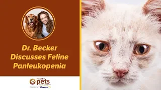 Dr. Becker Discusses Feline Panleukopenia