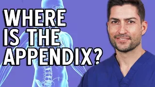 Where Is The Appendix Located In The Body?