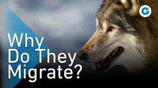 We Went Wandering With the Wolves | Extra Long Wildlife Documentary