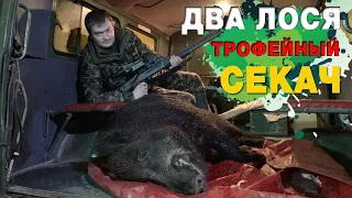 Удачная охота. Два лося и трофейный кабан-секач.  It was a successfuI hunt. Two moose and a boar.