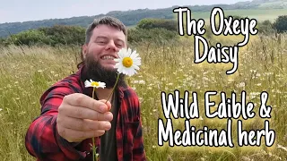 The Oxeye Daisy - A Bright Eyed Wild Edible & Medicinal Herb 🌼Facts, Folklore & Identification