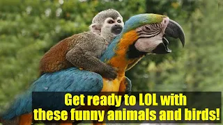 Try Not To Laugh | Funniest Birds