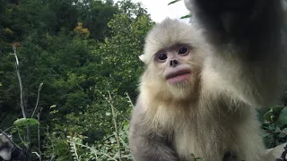 Back from the Brink: Saved from Extinction Official Trailer (2019)