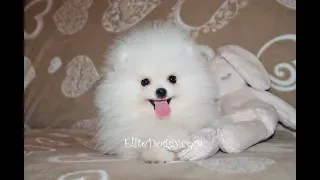 Белый померанский шпиц, мини медвежонок elitedoggy.com. White pomeranian puppy.