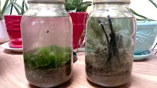 3 Month Update | Freshwater & Saltwater Enclosed Ecosphere