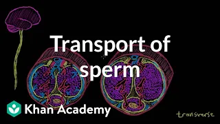 Transport of sperm via erection and ejaculation | NCLEX-RN | Khan Academy