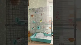 Новая клетка #попугаи #bird #parrot