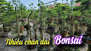 SH.9026. Rất nhiều cây như hoa hậu chân dài anh em có yêu không. Đth liên hệ 0977.587.721.