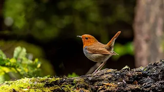 【日本三鳴鳥】コマドリの囀り 　Japanese robin