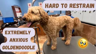 THIS WAS A STRUGGLE 😫 GROOMING AN OVERLY ANXIOUS GOLDENDOODLE!!