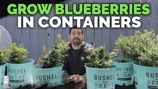 How to Grow Blueberries in Containers: Soil and Planting