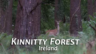 Ireland's Ancient Woodlands | A Ramble in Kinnitty Forest