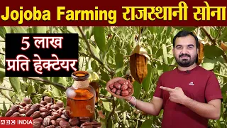 5 lakh Per Hectare + Govt. Subsidy | Jojoba Farming | बिना पानी की खेती | Best Profitable farming