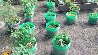 Bucket & Ground Garden Update May 28th 2024