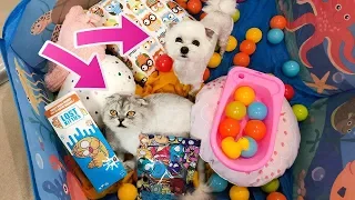 СЛАДУН В ШОКЕ ОТ ЗОЛОТЫХ КОТЯТ-ПОДКИДЫШЕЙ LOST KITTIES! МАЛЕНЬКИЕ ПИТОМЦЫ ПРОТИВ БОЛЬШИХ!