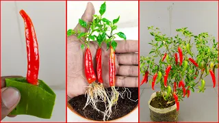 Simple method propagate chilli tree from chilli with Alovera & soft drink | grow chilli tree at home